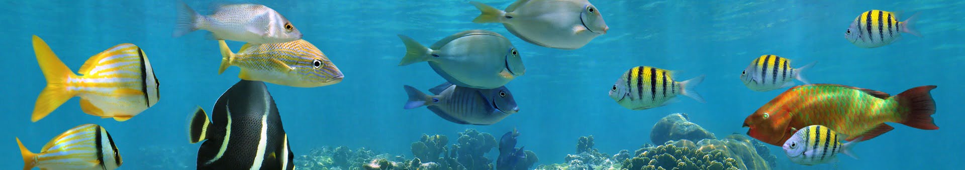 Blog Fish Images Blog