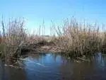 Gator gap