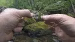 Quick Dropper Fly