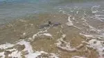 Shark fishing