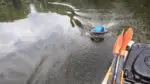 Baitshark