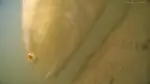Redfish underwater