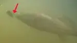 Bad hook angle