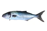 Bluefish