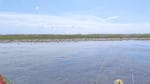 Oyster beds